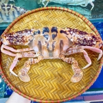 Ghẹ đỏ sống vừa đánh bắt size 6-7 con/kg