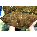 Cá thờn bơn sống nhập khẩu 3 kg/con