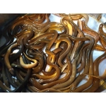 Lươn sống nuôi an toàn VietGAP giá tốt 4-5 con/kg