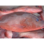 Cá hồng thiên nhiên tươi sạch bổ dưỡng 5-6 kg/con