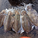 Mực nang tươi rói, giá tốt hôm nay size 2-3 con/kg