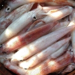 Mực ống câu loại 1, vừa đánh bắt size 500-700 gr/con