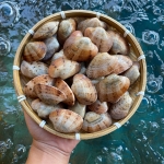 Ngao hai cồi sống, nuôi an toàn size 30-40 con/kg
