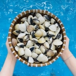 Nghêu biển thiên nhiên sống size 10-15 con/kg