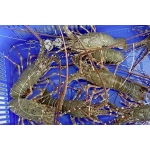 Tôm hùm tre sống giá tốt size 3 - 4 con/kg