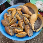 Ốc vôi thiên nhiên sống thịt giòn, ngọt 500-700 gr/con