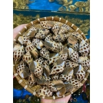 Ốc hương thiên nhiên sống 90-120 con/kg