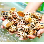 Ốc hương thiên nhiên sống 50-70 con/kg