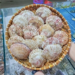 Sò điệp (sò quạt) đông lạnh nửa mảnh vỏ nhập khẩu 15-20 con/kg