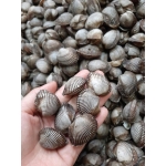 Sò huyết sống loại 1 size 100-130 con/kg