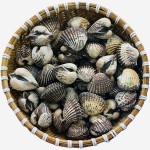 Sò huyết sống loại 1 size 30-40 con/kg