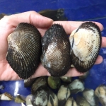 Sò lông sống, thịt dai ngọt size 20-30 con/kg
