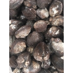 Sò lông sống, thịt dai ngọt size 15-20 con/kg