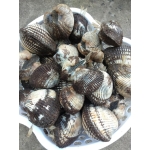 Sò lông sống, thịt dai ngọt size 30-40 con/kg