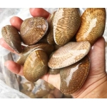 Sò lụa đỏ sống loại 1 size 40-50 con/kg