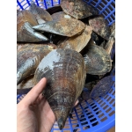 Sò mai sống vừa đánh bắt size 6-7 con