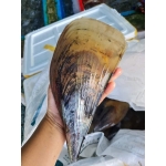 Sò mai sống đầy thịt, tươi mới size 4-6 con/kg