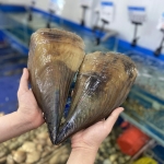 Sò mai sống, thơm ngon bổ dưỡng size 3-4 con/kg