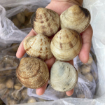 Sò tộ (sò chén) sống giá tốt size 8-10 con/kg