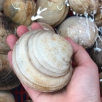 Sò tộ (sò chén) sống từ thiên nhiên size 4-6 con/kg