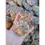 Sò điệp (sò quạt) sống từ thiên nhiên size 20-25 con/kg