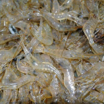 Tép đồng thiên nhiên mới đánh bắt Loại 1