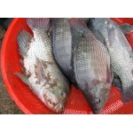 Cá rô phi sống, nuôi tiêu chuẩn VietGAP size 1-1,5 kg/con