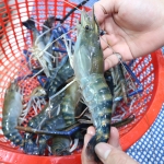 Tôm càng xanh (tôm lóng) thiên nhiên sống size 6-8 con/kg