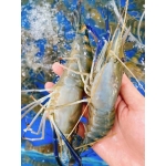 Tôm càng xanh (tôm lóng) tươi sống giá tốt size 8-10 con/kg