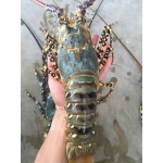 Tôm hùm bông (tôm hùm sao) sống loại 1 size 1,4-1,6 kg/con