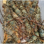 Tôm hùm tre đông lạnh giá tốt size 300-500gr/con