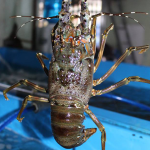 Tôm hùm xanh sống chất lượng 0,7-1 kg/con