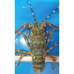 Tôm hùm tre sống chất lượng size 300-500 gr/con