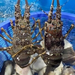 Tôm hùm xanh tươi sống size 500-700 gr/con