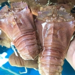 Tôm mũ ni trắng (tôm vỗ) sống size 3-4 con/kg