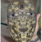 Tôm mũ ni đen (tôm vỗ) tươi sống size 3-4 con/kg