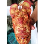 Tôm mũ ni đỏ (tôm vỗ) tươi sống 6-7 con/kg