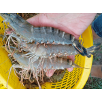 Tôm sú nguyên con tươi sống 60-70 con/kg