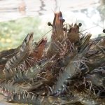 Tôm sú sống, nuôi sinh thái loại 1 size 40-50 con/kg