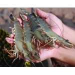 Tôm sú thiên nhiên nguyên con tươi sống size 15-20 con/kg