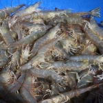 Tôm sú sống, nuôi an toàn giá tốt 50-60 con/kg