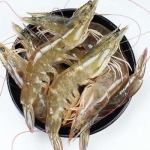 Tôm thẻ nguyên con tươi sống loại 1 size 25-30 con/kg