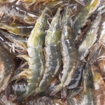 Tôm thẻ sống, nuôi an toàn size 40-50 con/kg