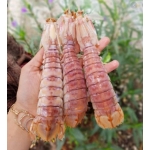 Tôm tít (bề bề) tươi sống giá tốt size 10-12 con/kg