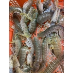 Tôm tít (bề bề) đông lạnh nguyên con size 6-8 con/kg