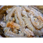 Tôm tít (bề bề) tươi sống giá tốt size 8-10 con/kg