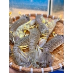 Tôm tít (bề bề) sống, mới đánh bắt size 4-5 con/kg