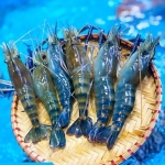 Tôm càng xanh (tôm lóng) thiên nhiên sống size 10-15 con/kg