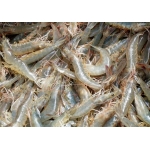 Tép đồng tươi, đảm bảo thơm ngon đặc biệt Loại lớn