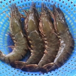 Tôm sú sống, nuôi sinh thái loại 1 size 25-30 con/kg